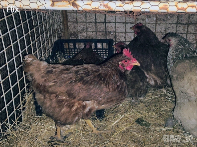 разплодни яйца , снимка 11 - Кокошки и пуйки - 53995912