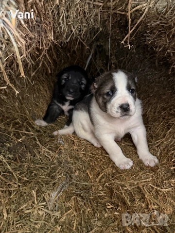 Алабай /САО  чистокръвни , снимка 6 - Кангал - 53735780