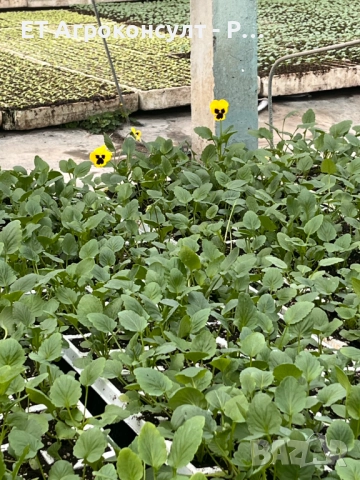 Разсад Теменужки различни цветове, снимка 5 - Разсади - 52131129