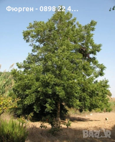  Орех Пекан - Фиданки , снимка 6 - Разсади - 47897202