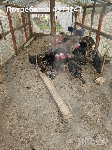 мъжки и женски пуики, снимка 4 - Кокошки и пуйки - 53754359