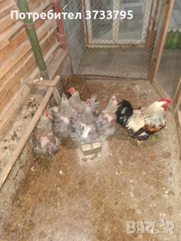 Катунски кокошки, снимка 6 - други­ - 53697525