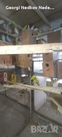 Продавам вълнисти , снимка 7 - Папагали - 53025277