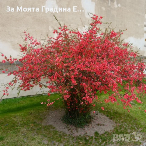 Японска Дюля , снимка 3 - Градински цветя и растения - 53636196