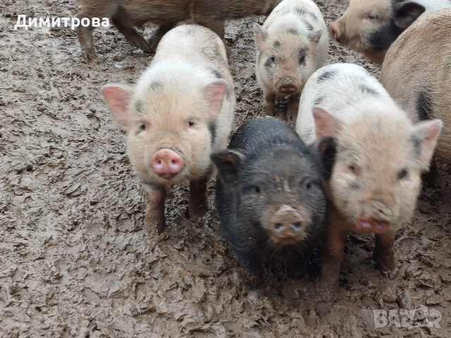 Виетнамски прасета, снимка 2 - Прасета - 50229372