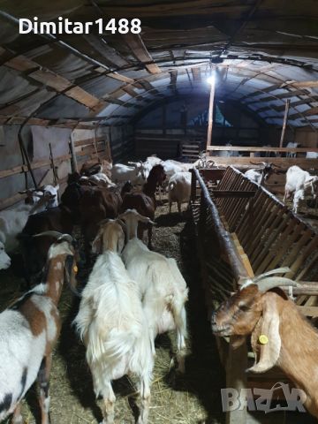 Стадо кози 40 броя, снимка 3 - Кози - 46270857