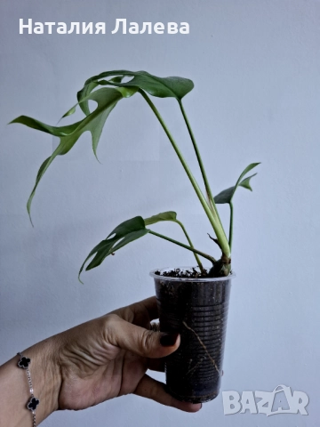 Монстера, monstera minima, снимка 2 - Стайни растения - 52970985