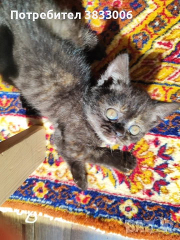  късокосмести Британски котета чистокръвни, снимка 7 - Британска късокосместа - 53519743