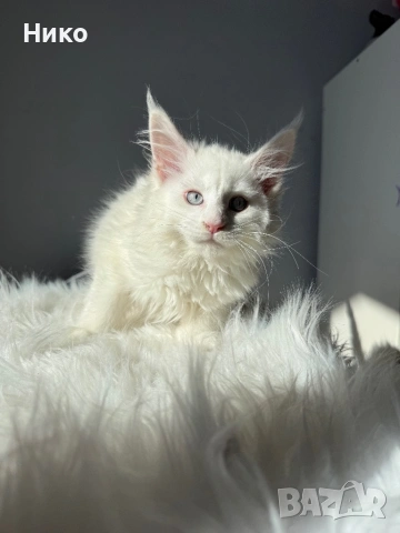 Мейн кун котенца / Мейн куун котенца / Maine coon kittens, снимка 7 - Мейн кун - 50068719