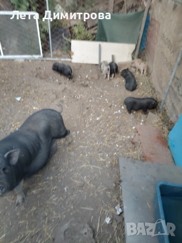 с. Николово Виетнамски прасенца 100лв.бр.петли 35лв пратки 35лв. бр, снимка 1