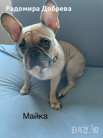Френски булдог, снимка 11 - Френски булдог - 53711301