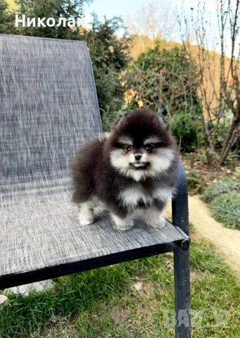 Померан мини момиче. Померанче, снимка 8 - Померан - 53647006