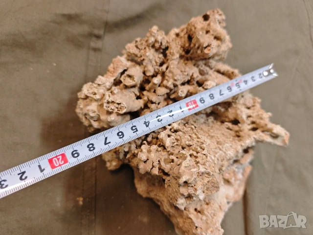 стар корал, снимка 4 - Други ценни предмети - 53748378