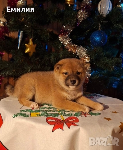 Шиба ину Коледни изненади, снимка 4 - Шиба ину - 52868459