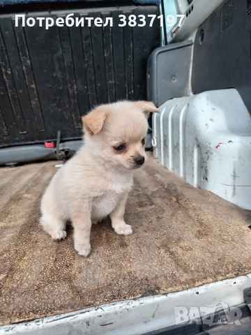 мъжки и женски кученца, снимка 5 - Померан - 52864204