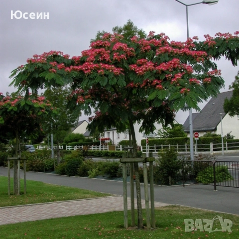 Албиция фиданки, снимка 6 - Градински цветя и растения - 51598316