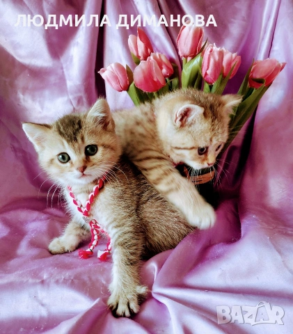 Шотландски мъжки златни чинчили. , снимка 7 - Британска късокосместа - 53619769