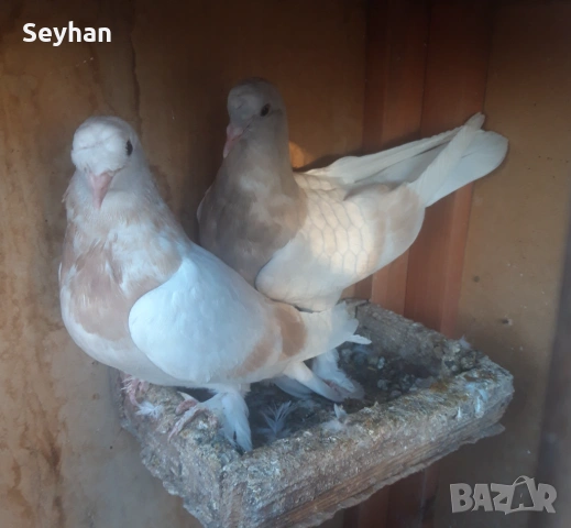 Мардини мардини 