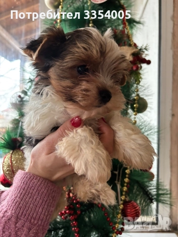 йорки бивър мини, снимка 7 - Йоркширски териер - 52897820