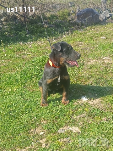 елитен ягдтериер с родословие 4 месеца 