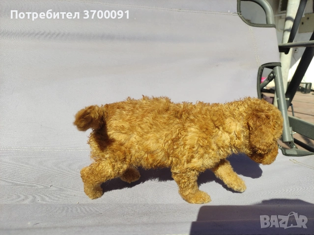 пудел / мини пудел , снимка 7 - Пудели - 54103506