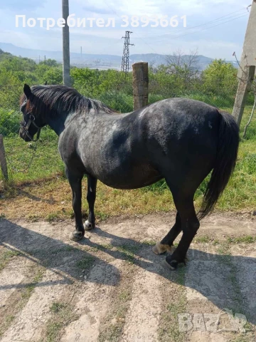 Продавам кон с каруца, снимка 7 - Коне - 49037823