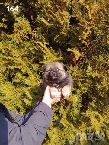 Померански Шпицове. Момче и момиче., снимка 8 - Шпиц - 53486789