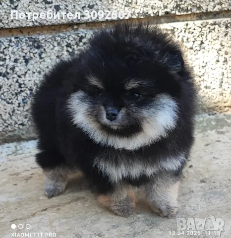 Померан женско, снимка 3 - Померан - 49913476