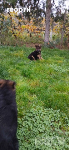 Немски Овчарки, снимка 2 - Немска овчарка - 52578174