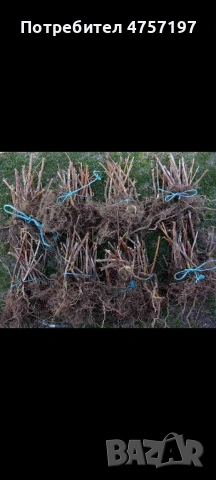 Расад ягоди и малини, снимка 3 - Разсади - 53748390