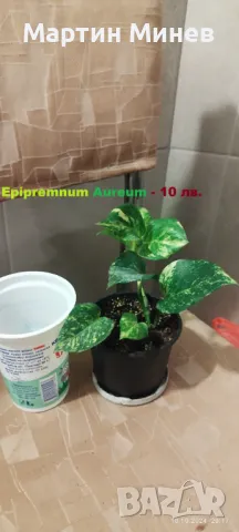 Филодендрон (Philodendron) / Сингониум (Syngonium), снимка 8 - Стайни растения - 47059632