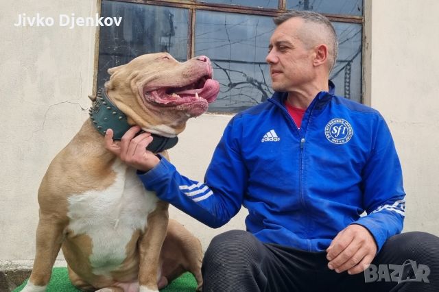 Американско були ХЛ/American bully XL , снимка 8 - Други - 46495338