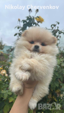 Померан померанчета, снимка 3 - Померан - 52311107