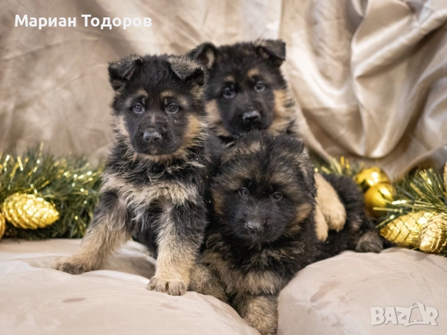 Елитни немски овчарки, снимка 3 - Немска овчарка - 52907166