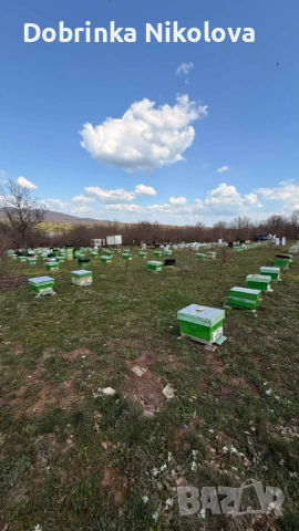 Пчелни семейсва и записване за отводки даданблат, снимка 3 - За пчели - 54102290