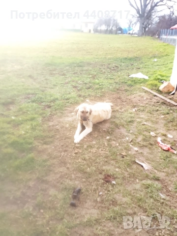 Продавам куче Кангал на 1 година и два месеца , снимка 3 - Кангал - 53588344