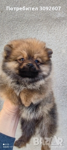 Момчета и момичета , снимка 4 - Померан - 52646606