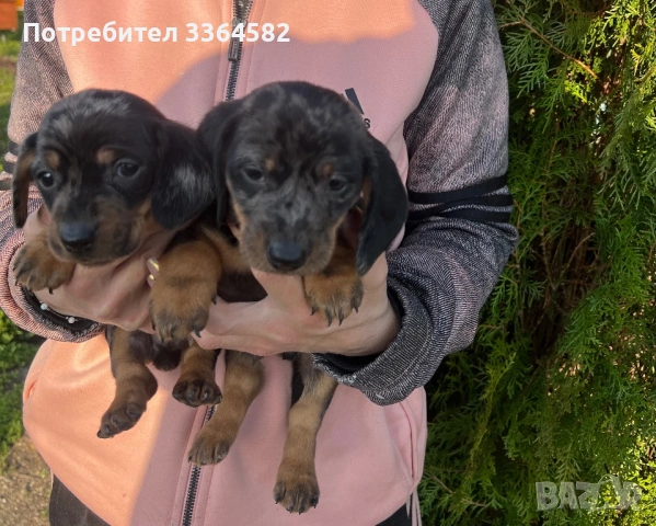 Дакел, снимка 2 - Дакели - 53977935