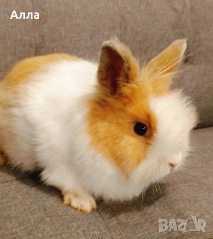 Декоративни зайчета , снимка 4 - Декоративни зайчета - 53223707