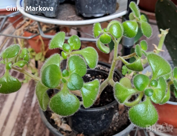 Дървото на парите - 3,50 евро