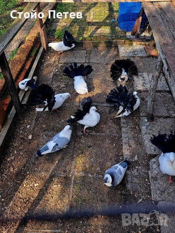 Продавам фенерлии бели с черни опашки, снимка 3 - Гълъби - 53851640