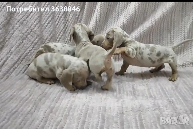 Мини дакел,дакели, снимка 3 - Дакели - 53048719