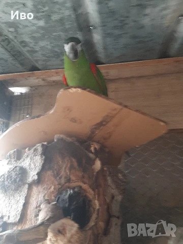 Продавам мъжка ара нобилис и мъжка веницуелска амазонаи или купувам женски, снимка 4 - Папагали - 50475253