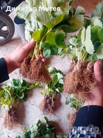 Разсат ягоди , снимка 5 - Разсади - 51749933