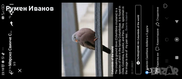 продавам гургулици 