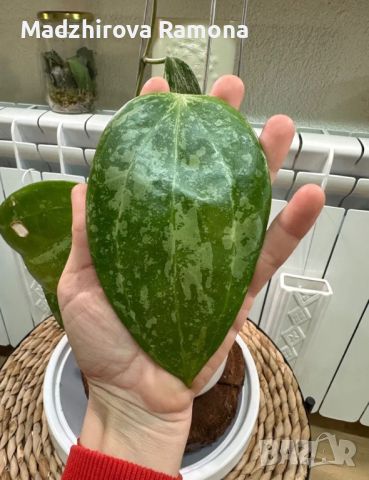 Hoya Latifolia splash , снимка 1 - Стайни растения - 45735915