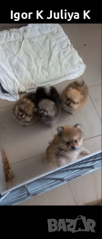 Померан мини шпицове , снимка 1