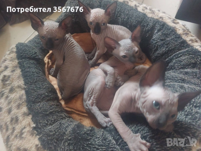 Канадски Сфинкс , снимка 8 - Сфинксове - 54061864