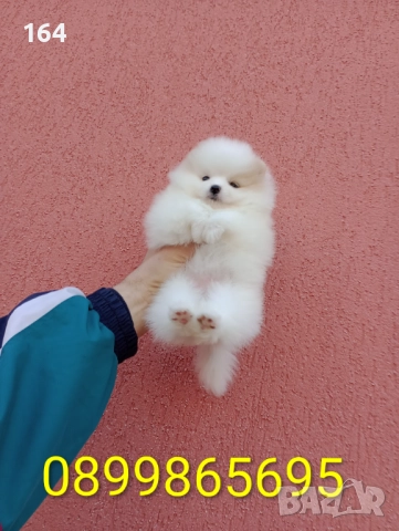 Женски Померани. Различни възрасти!, снимка 8 - Померан - 52725199