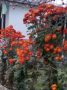 Хризантеми, снимка 1 - Градински цветя и растения - 45675795